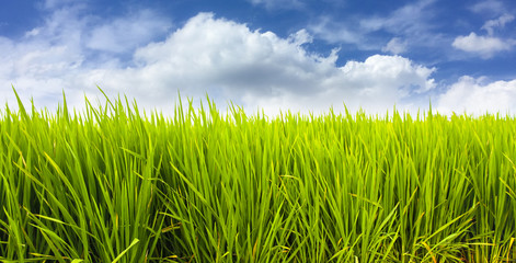 Fototapeta premium Green rice paddy field plantation in Asia against a beautiful blue sky with white clouds. Concept for Asia, plantation, rice terrace, food farming, organic, bio, natural, fair trade.