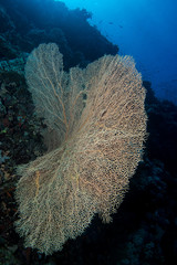 gorgonian coral in the red sea