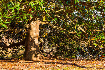 Der alte Magnolienbaum mit einer üppigen Krone im Herbstpark.