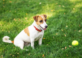 A small dog Jack Russell Terrier resting after play with a small Tennis ball on green lawn outdoor at summer day. Copy-space left