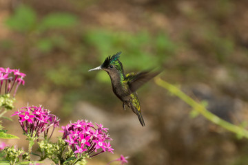 Guadeloupe-Colibri Huppé(4) © Roger