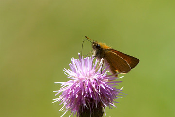An Essex Skipper butterfly, Thymelicus lineola, feeding on a thistle flower