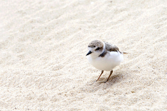 One Snowy Plover bird on a sandy beach