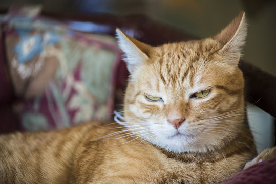 Closeup of annoyed or sleepy Orange tabby male cat with half closed green eyes and ears back lying on mauve chair