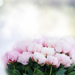 Fresh peony flowers buds with leaves border colored in shades of pink on gray bokeh background