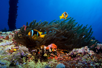 clown fish in the red sea
