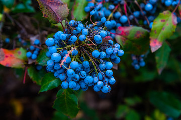 blaue Beeren