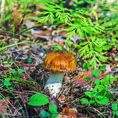Edible mushroom, Valuy (lat. Russula foetens)