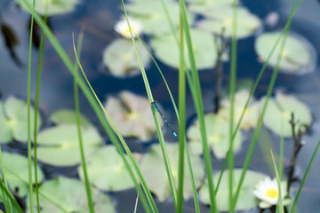 睡蓮の沼のほとりでたたずむトンボ © 慎隆 白岩