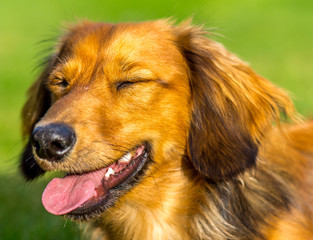 Close up of smiling long haired miniature dachshund with closed eyes
