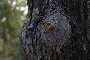 Бабочка на стволе дерева