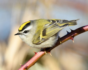 Cute little bird perched on a bramble, Golden-crowned Kinglet