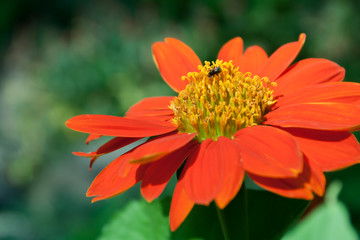 red flower in the garden. close up photo with Insect.