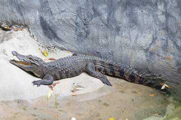 Siamese Freshwater Crocodile is sleeping near the pond in the zoo of thailand
