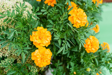 orange yellow rose blooming in summer outside