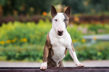 beautiful english bull terrier dog portrait - obrazy, fototapety, plakaty