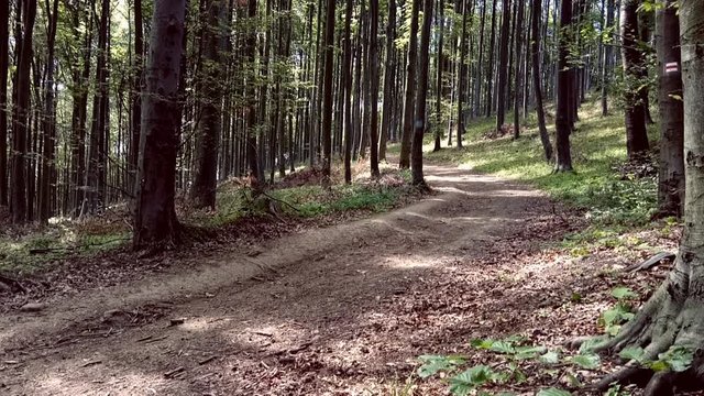 Two mountain bike riders follow each other in a forest path