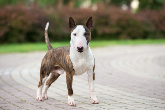 beautiful english bull terrier dog standing in the park