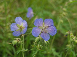 Cranesbill