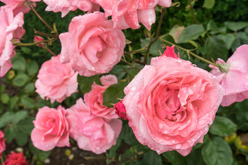 Beautiful natural roses with water drops photographed after rain 