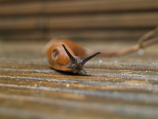 Slug