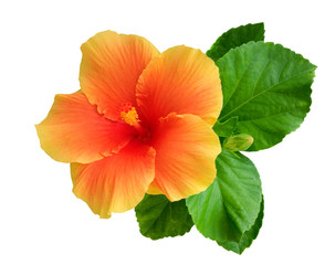 Orange color hibiscus flower with bud and leaves isolated on white background, clipping path...