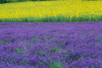 Obraz premium lavanda e girasoli