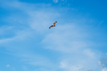 Eagle in the blue sky.