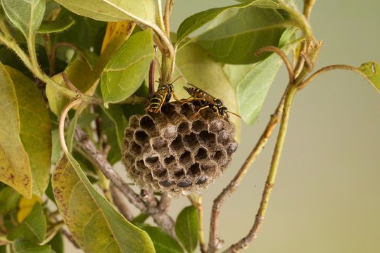 Nido di vespe con vespe e larve all'interno