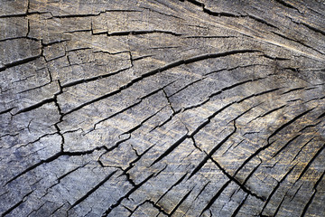 the texture of the tree, wood, forest product