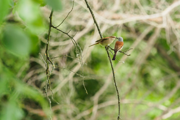 butcher-bird's mother feeds baby