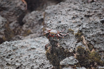 Cangrejo en roca