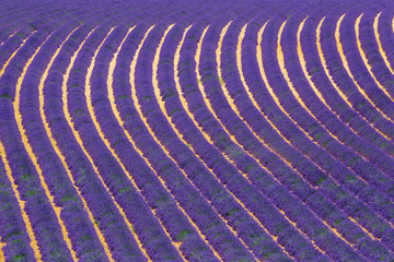 lavanda in provenza