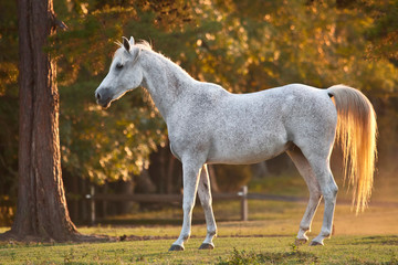 Arabian Horse in the afternoon light