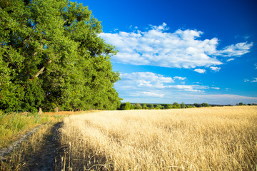 Fototapeta na wymiar Agricultural background with field and sky.