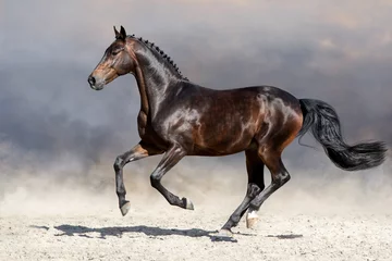 Tuinposter Bay horse run gallop in desert © callipso88