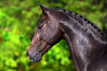 Bay stallion portrait with braided mane close up on spring pasture