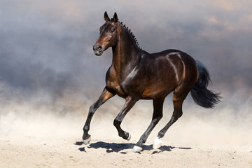 Bay stallion run gallop in dust 