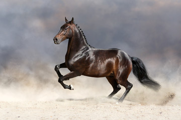 Bay stallion run fast in dust 
