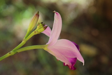 Pink orchid flower in the garden