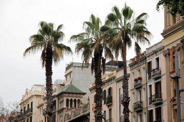 Fototapeta na wymiar Palm trees in a street in Barcelona
