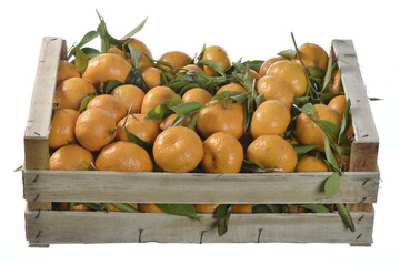 Italy; Tangerines just picked up from the tree.