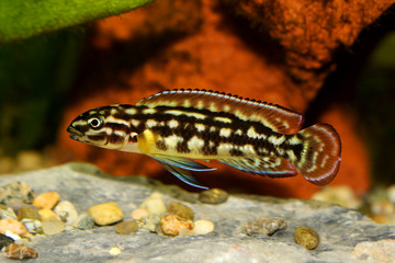 Spotted Julie Cichlid Julidochromis marlieri aquarium fish Lake Tanganyika