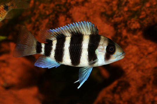 Humphead Cichlid Cyphotilapia frontosa aquarium fish 
