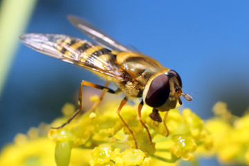 Fly