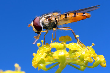 Fly