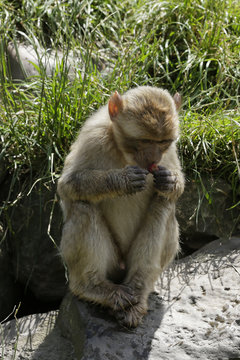 Berberaap eet braam