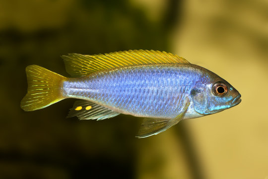 Yellow-tail Acei Cichlid Pseudotropheus aquarium fish