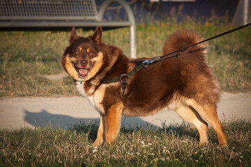 Rudy pies na smyczy © Mariusz Stoszewski