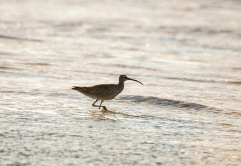 Long-billed Curlew wild bird on the west coast shore